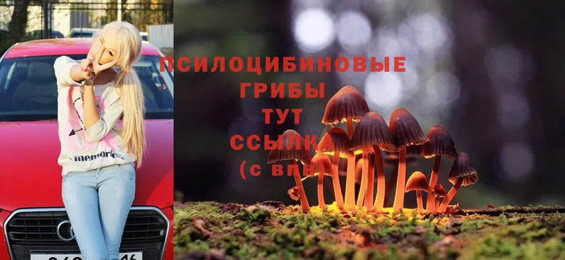 Галлюциногенные грибы Magic Shrooms  где купить наркоту  Дивногорск 